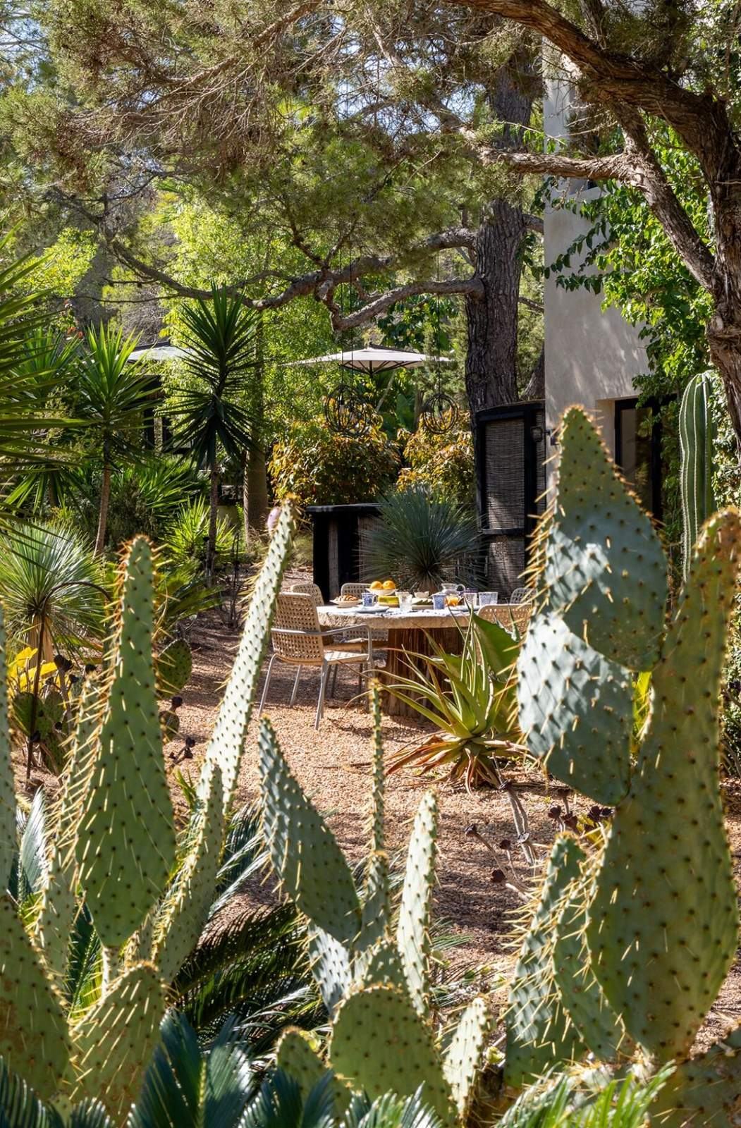 Breakfast table glimpsed between tall prickly pear cactus pads and Mediterranean pines