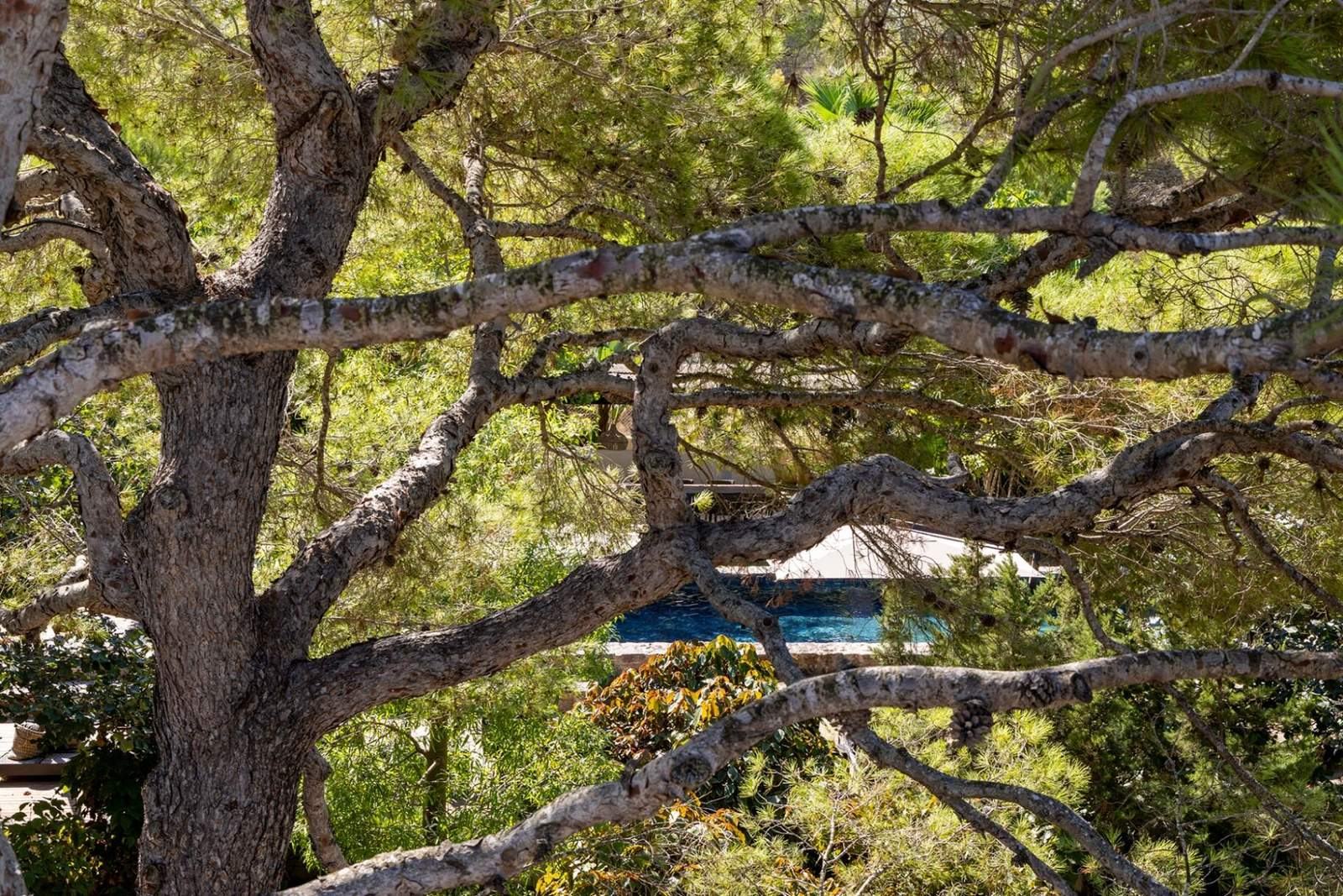 Thick pine branches framing a partial view of the pool and layered Mediterranean planting
