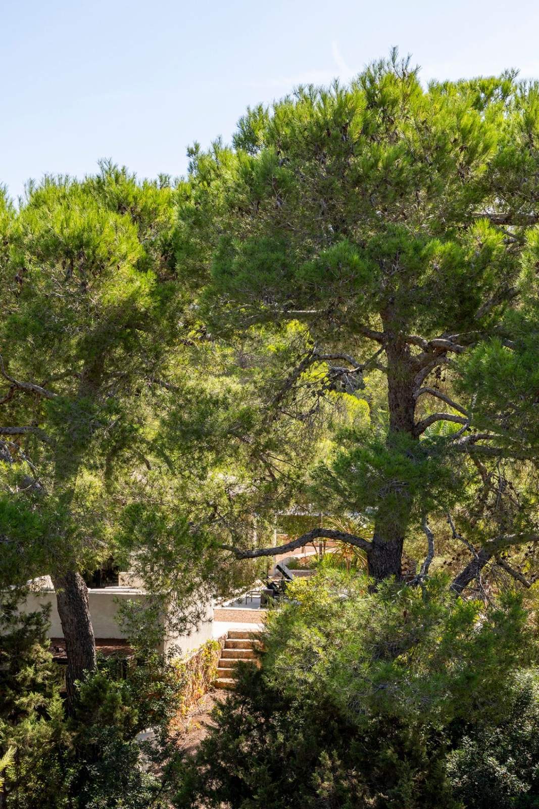 Tall Mediterranean pines towering over the white rooftops and stone steps of the villa