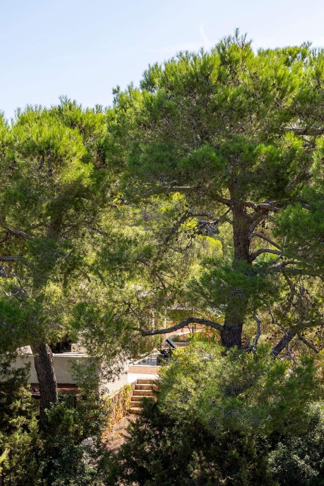 Tall Mediterranean pines towering over the white rooftops and stone steps of the villa