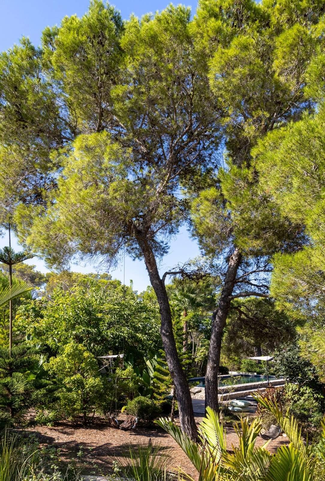 Tall umbrella pines rising above the garden with the pool terrace and loungers beyond