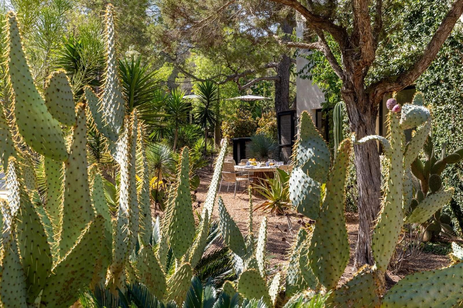 Backlit prickly pear cactus framing the gravel garden and breakfast table beyond