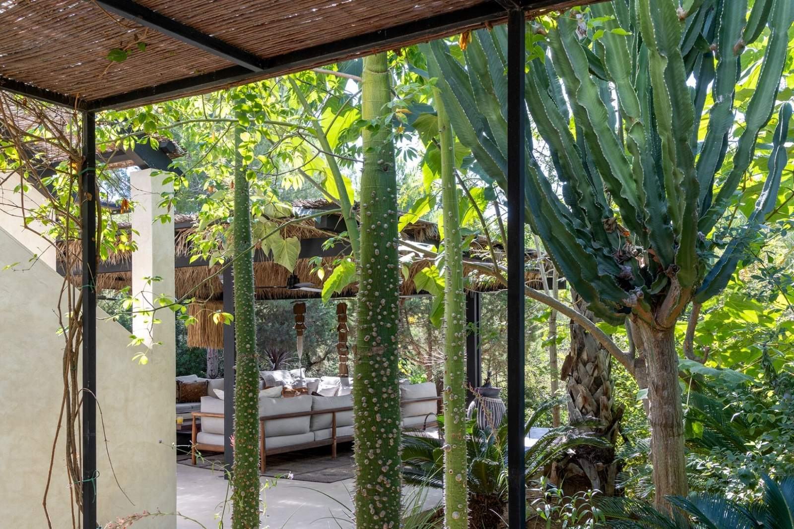 View of the pergola lounge framed by tall cactus and tropical foliage