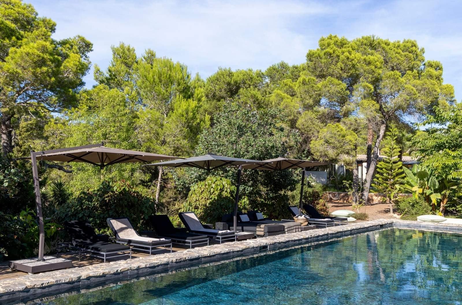 Pool loungers and parasols set against tall umbrella pines