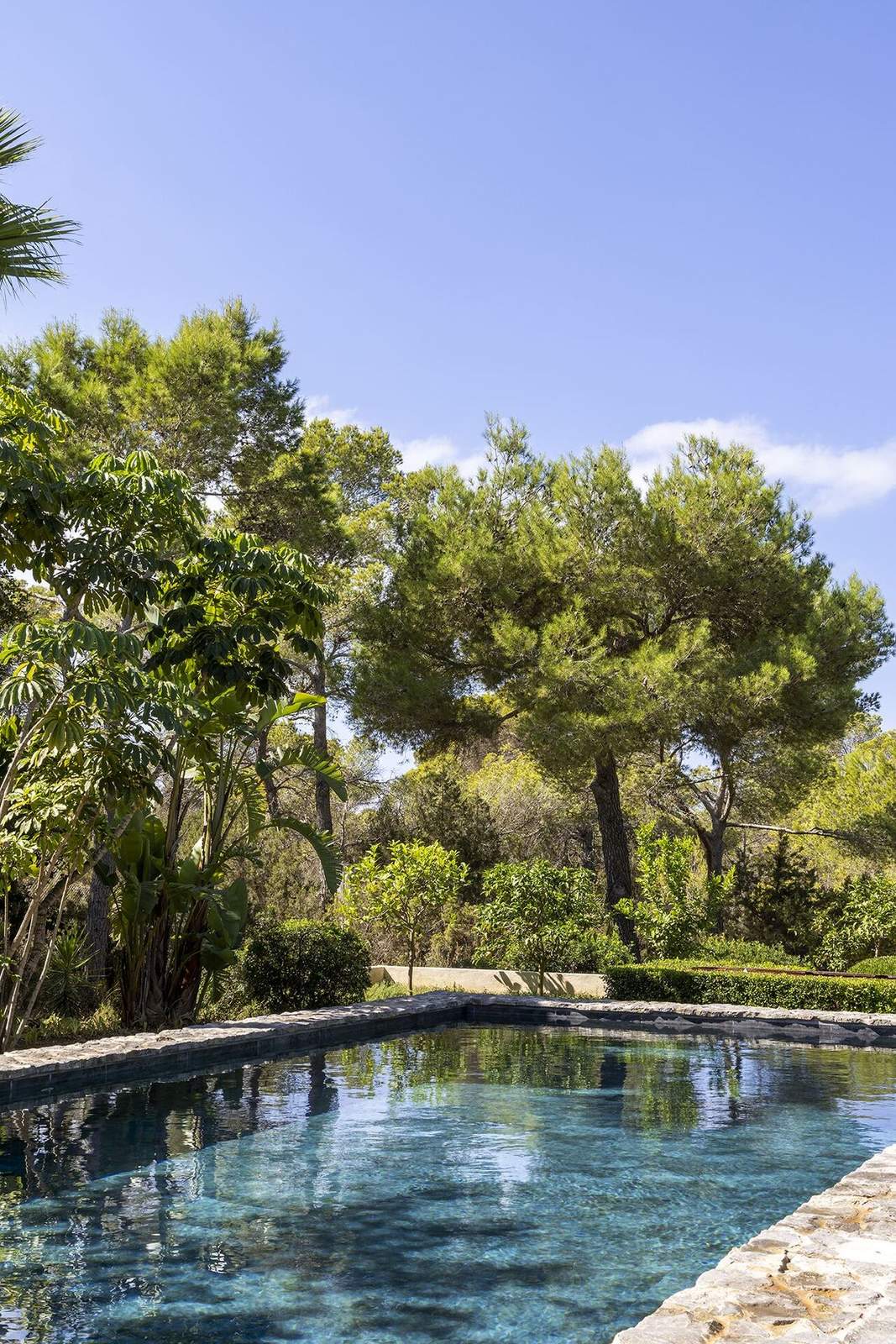 Crystal clear pool reflecting Mediterranean pines and lush garden