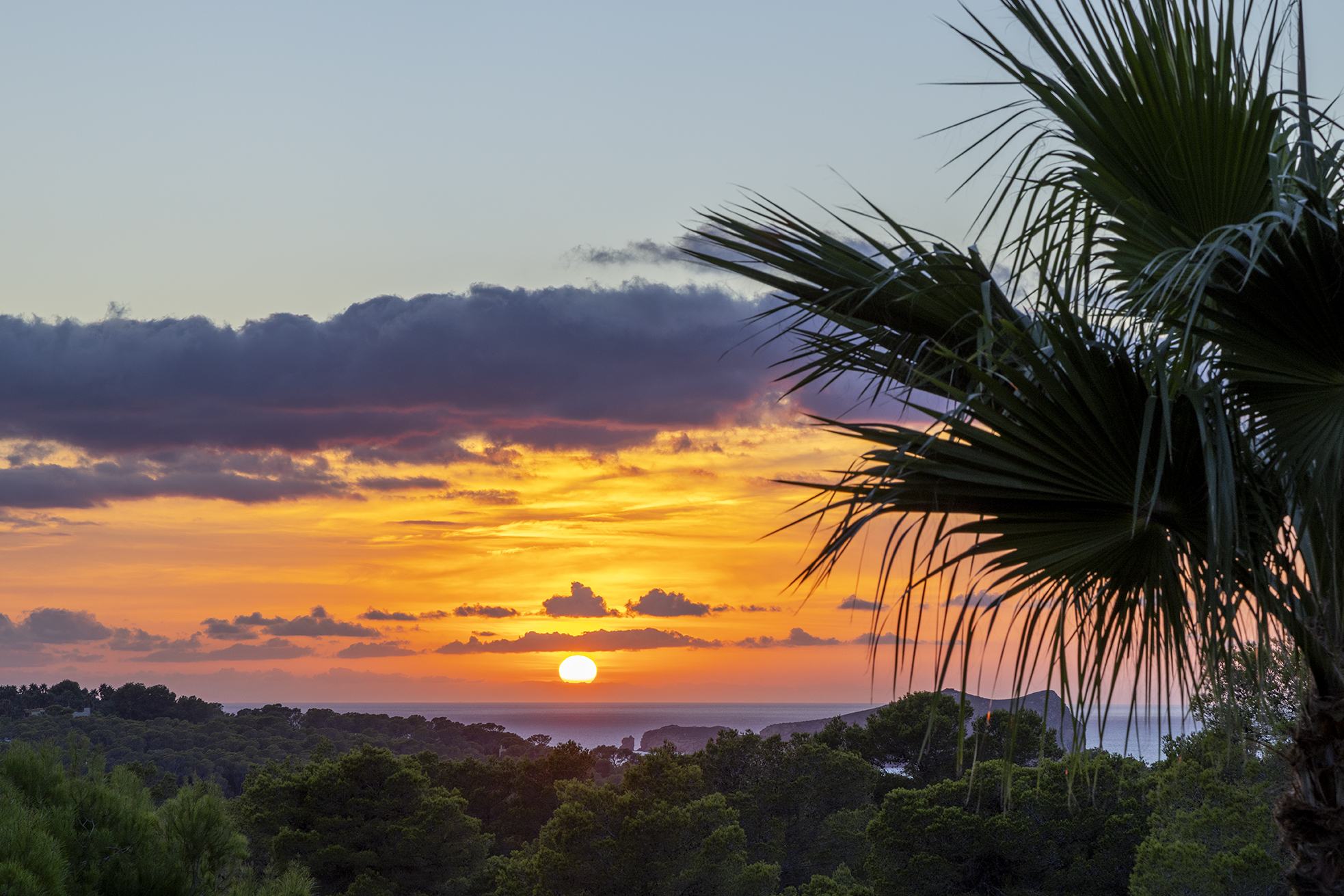 Sunset behind a palm frond above Cala Conta