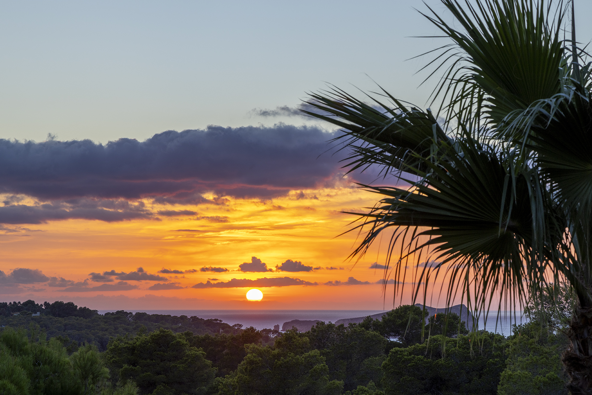 Sunset behind a palm frond above Cala Conta